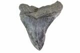 Fossil Megalodon Tooth - Georgia #151549-1